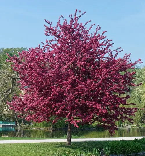 Different Kinds of Pink Garden Flowers 