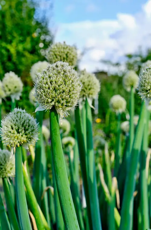 Vegetables with Green Flowers