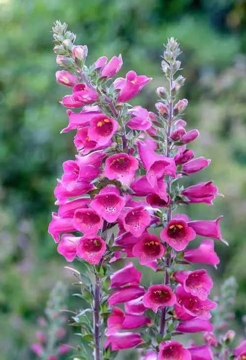 The most wonderful magenta flowers.