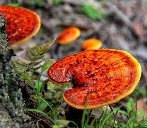 little Red Mushroom Varieties
