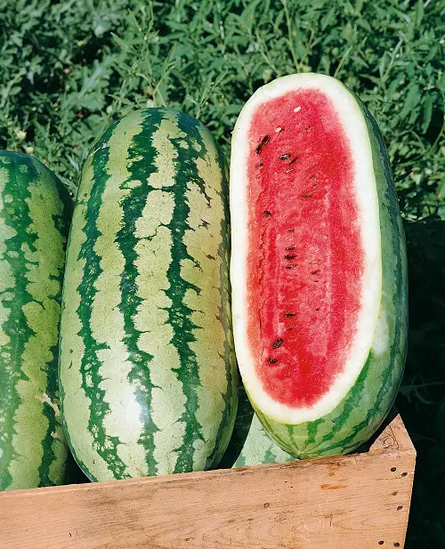 Sweetest Types of Watermelon