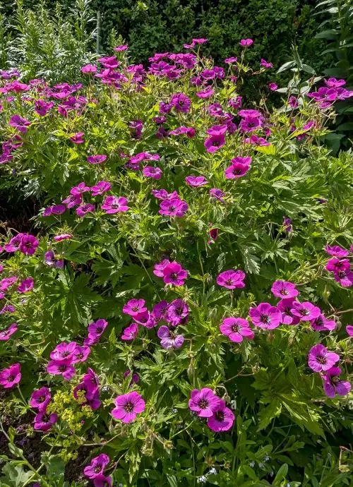 The most exquisite magenta flowers
