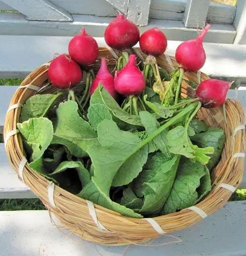 Types of Radish Varieties for Containers
