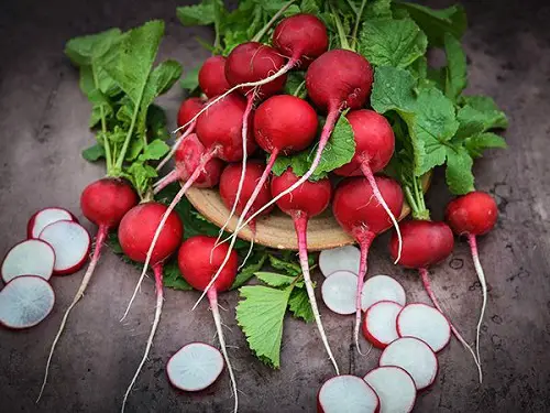 best Types of Radish Varieties
