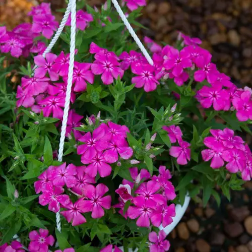 The most stunning magenta flowers.