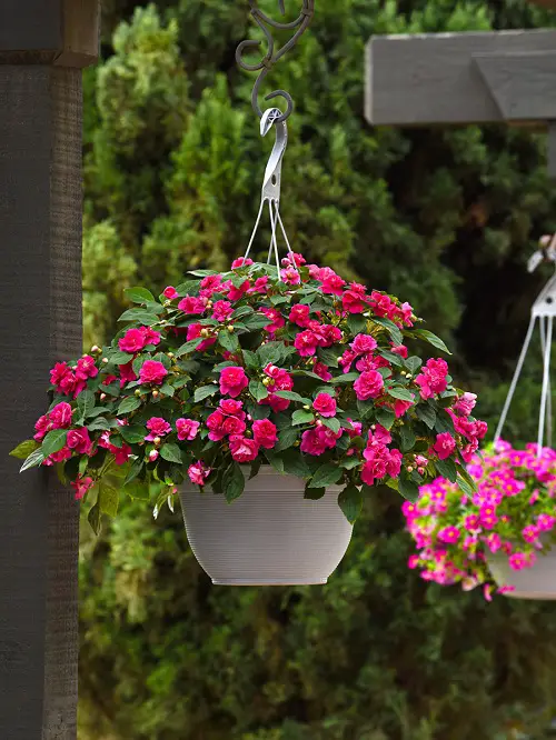 best Most Beautiful Magenta Flowers