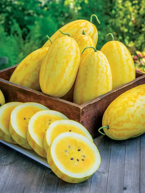 Delicious Types of Watermelon 