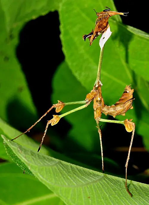 amazing Praying mantis Varieties You Can See in the Garden