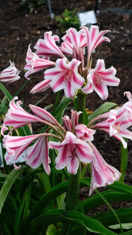 Types of Pink Flowers for Garden in pot