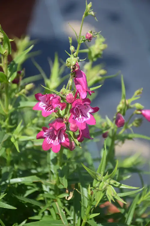 The most exquisite magenta flowers
