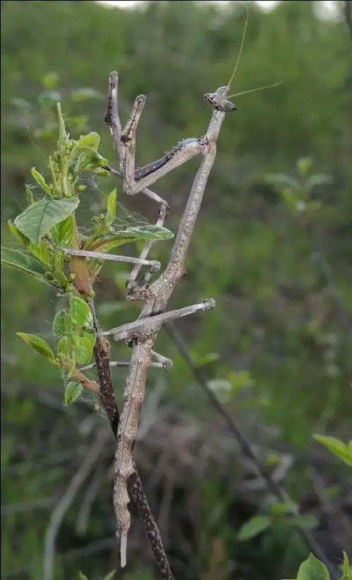 beautiful Various Praying Mantis Types in the Garden 