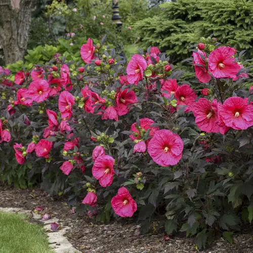 Beautiful Magenta Flowers