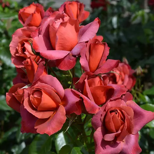 amazing The Best Types of Brown Roses 