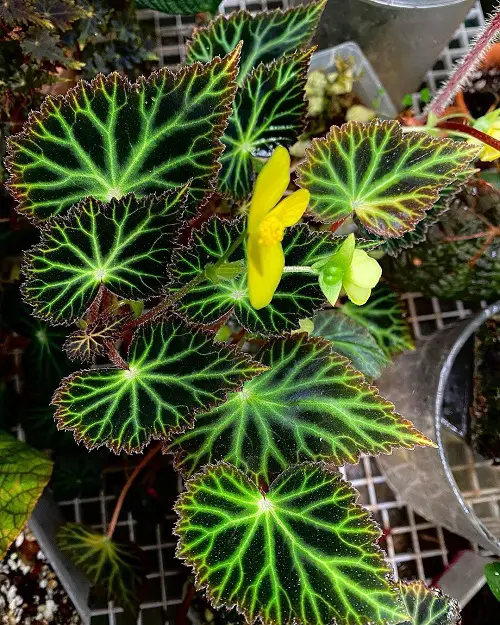 Fantastic Foliage Tricolour Houseplants