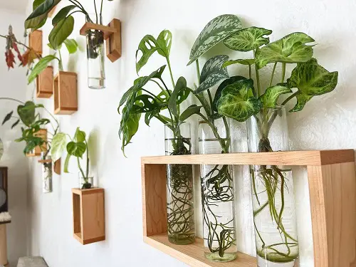 Houseplants in Water Monstera and Arrowheads on the Walls