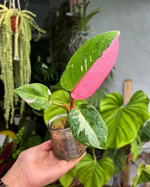 amazing Fantastic Foliage Tricolour Houseplants