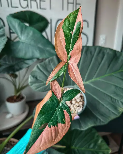 Tricolor Houseplants