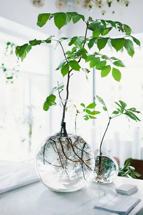 Glass Globes for Plants Water Centerpiece 11