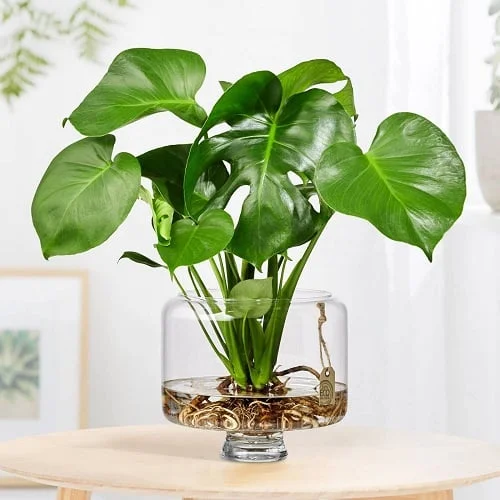 Monstera in a Unique Water Bowl Centerpiece 19