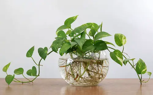 Pothos Trailing in Style from a Glass Bowl