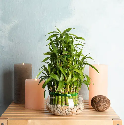 Cute Lucky Bamboo in Water centerpiece