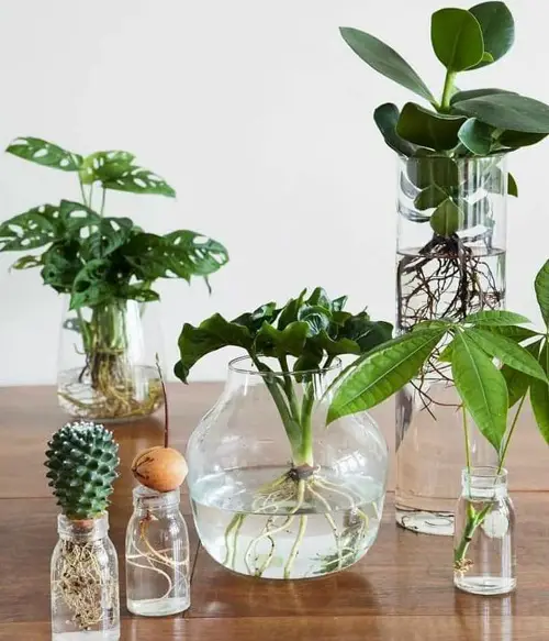 A Tranquility of Different Water Growing Plants