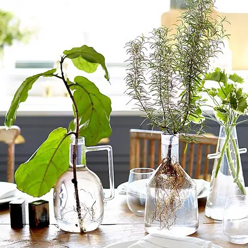 Rosemary and Fiddle Leaf Fig in Tall Glass Beakers Water Centerpiece 7