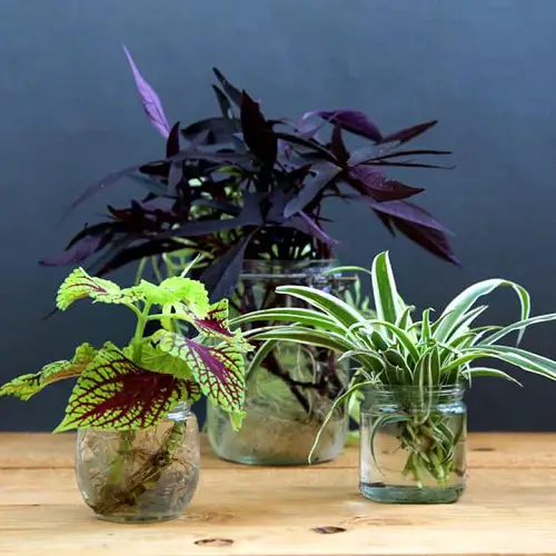 Coleus and Spider Plant in Stubby Glass Jars