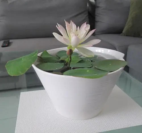 Water Lily in a Ceramic Planter Water Centerpiece 17