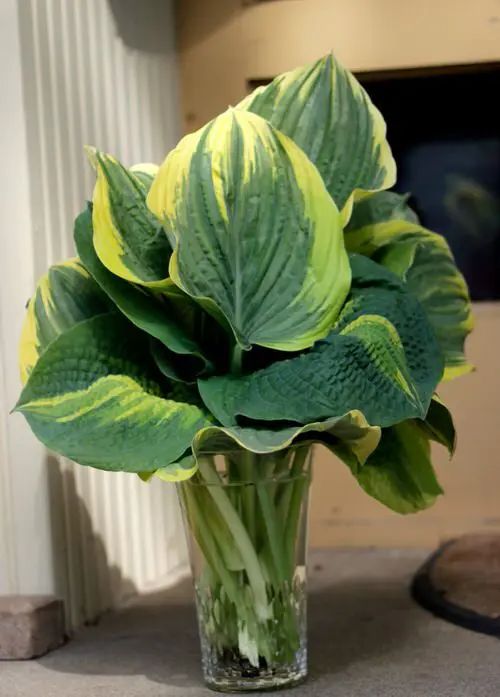 Hosta in a Water Vase
