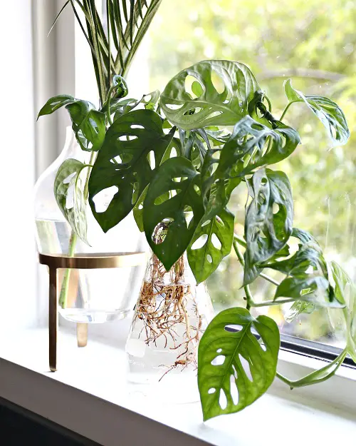 Swiss Cheese Plant on the Windowsill