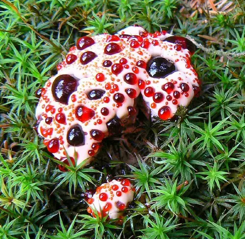 Types of Red bleeding Mushrooms