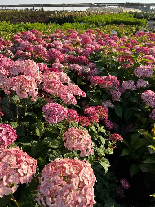 The most wonderful magenta flowers.