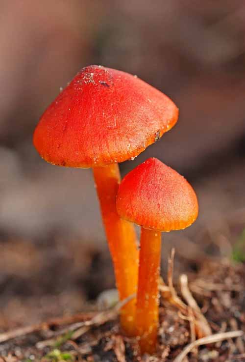 beautiful Types of Red Mushrooms in garden