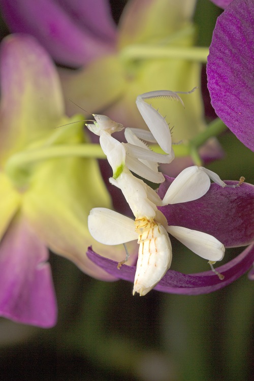 Amazing Varieties of Praying Mantis Observed in the Garden