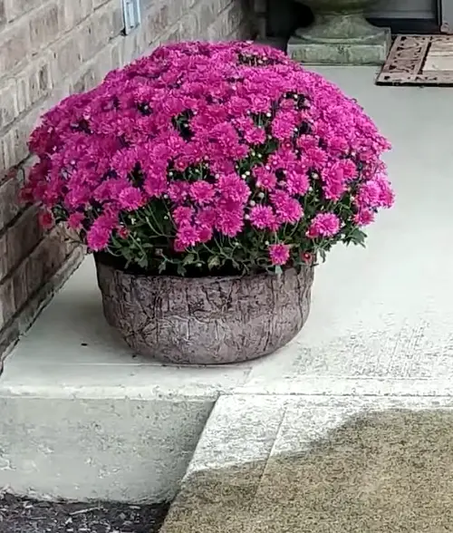 Diy plant Hypertufa Saucers