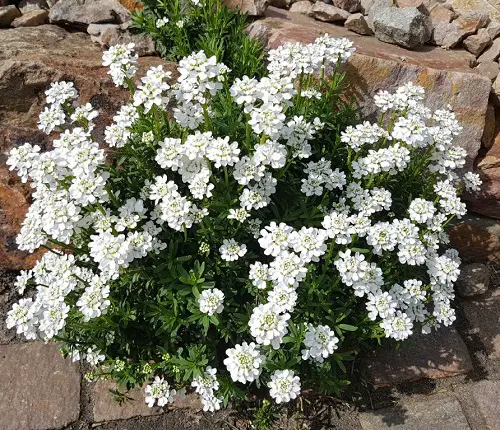 Amazing Plants for Cracks and Crevices 7