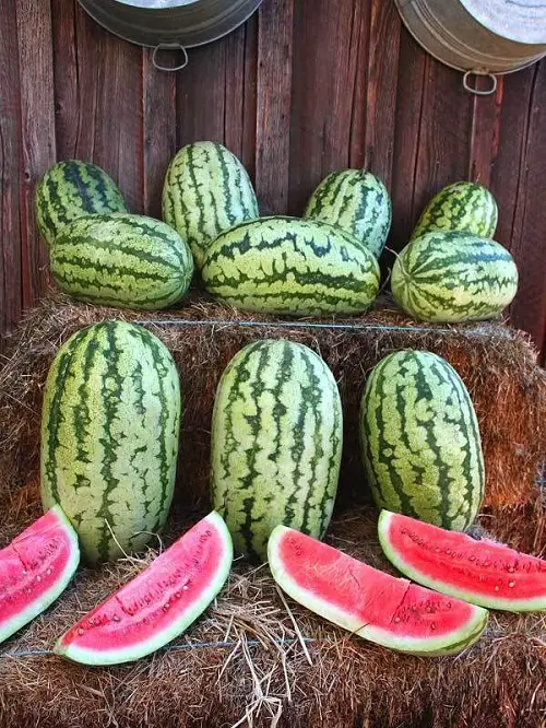 Most Delicious Types of Watermelon 