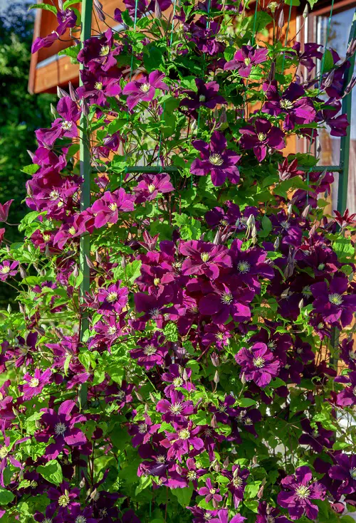 Most Beautiful Magenta Flowers