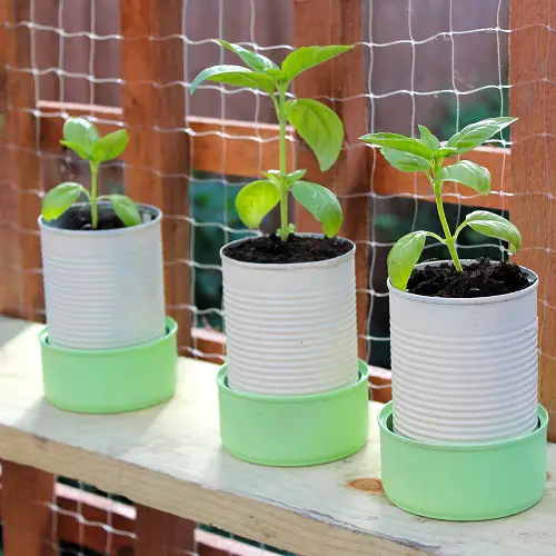 DIY Plant Saucer Large Tuna Cans