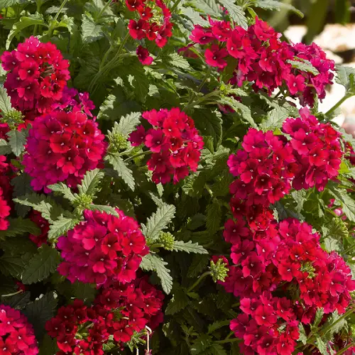 Beautiful Magenta Flowers