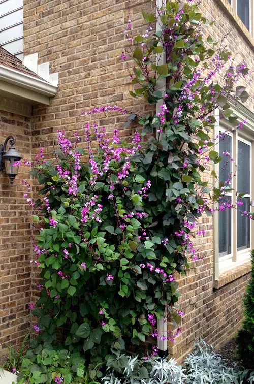 Pink Flower tree Types for a Garden 