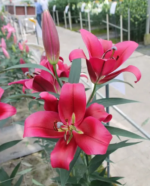 Beautiful Magenta Flowers