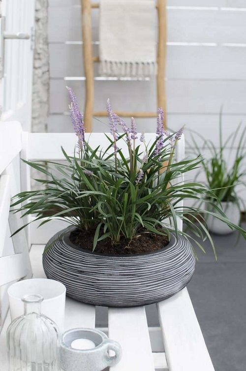 Grass Plants That Are Best For Indoor Growing 