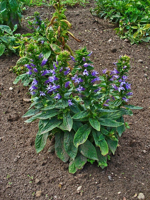 Blue Flower Names in blue pot