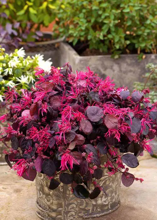 The most gorgeous magenta flowers.