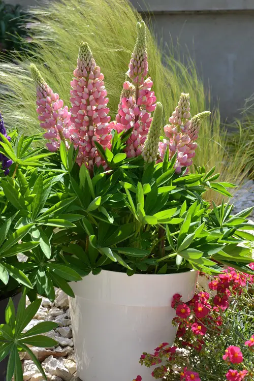 Pink Flower tree Types for a Garden