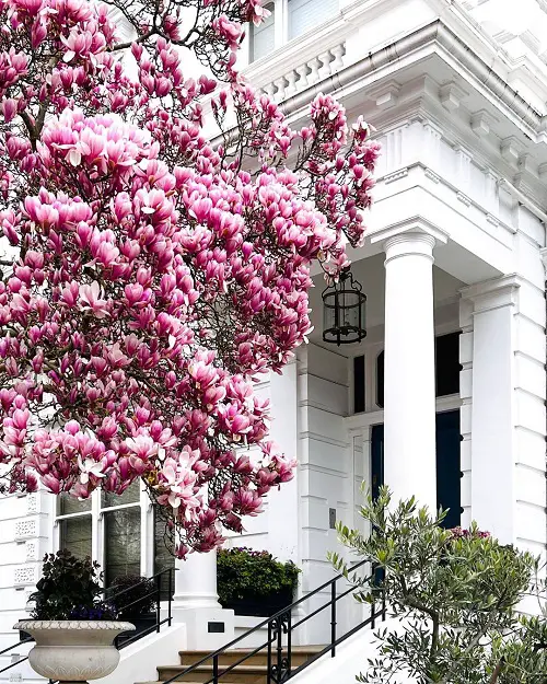 Magnolia vs. Tulip Tree – Difference