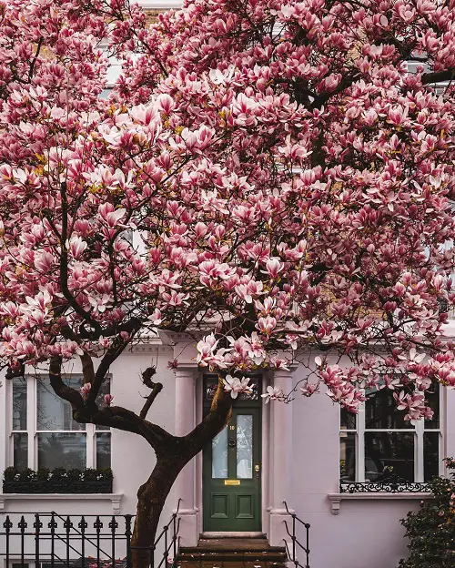 What is a Magnolia Tree