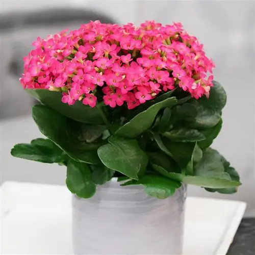 The most stunning magenta flowers.